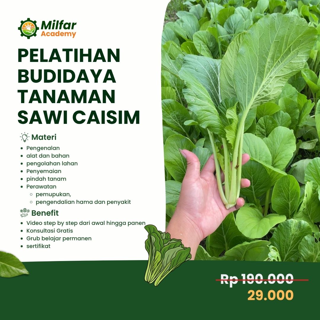 Pelatihan Sawi Caisim dari 0 Sampai Panen